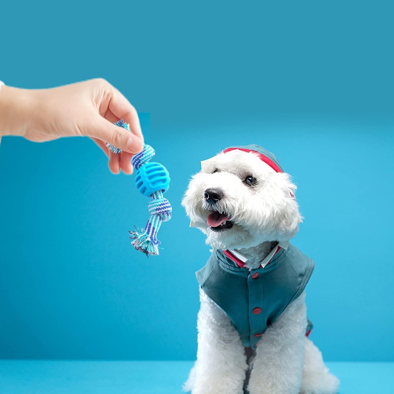Chew Toys Molar With Ropes